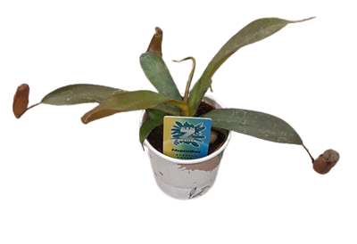 2" Nepenthes Rebecca Soper